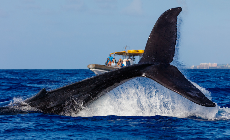 whale-in-hawaii