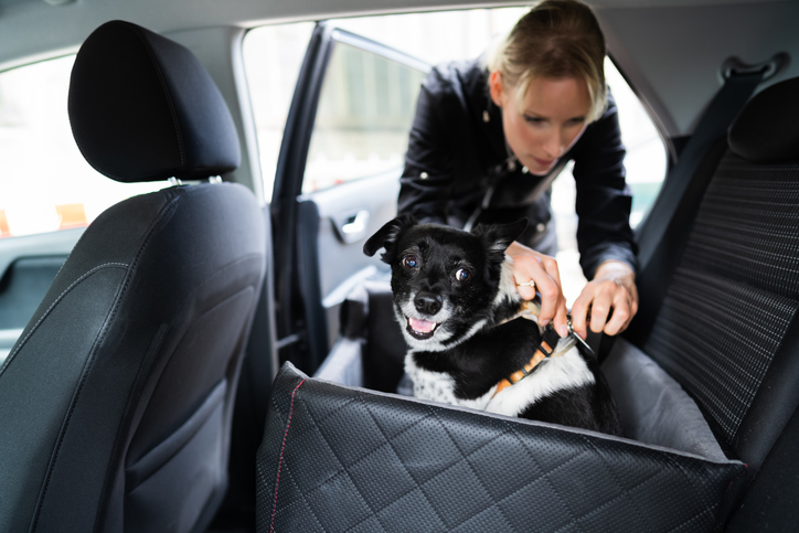 pet-in-car-hawaii