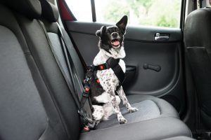 dog-in-car-hawaii